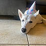 Aries is registered to the contest to win money with this photo: dog, white_dog, puppy, party_hat, birthday_hat, tile_floor, couch, indoor, pet, snout, ears, lying_down, closeup, portrait, floor_tiles, nose, whiskers, celebration, home, relaxed