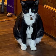 Cecilia joined the competition — help win amazing prizes! animal, bell, black_and_white, cat, centered_composition, collar, ears, eyes, fur, home, indoors, pet, portrait, serious_expression, shadows, sitting, tuxedo_cat, whiskers, wooden_door, wooden_floor