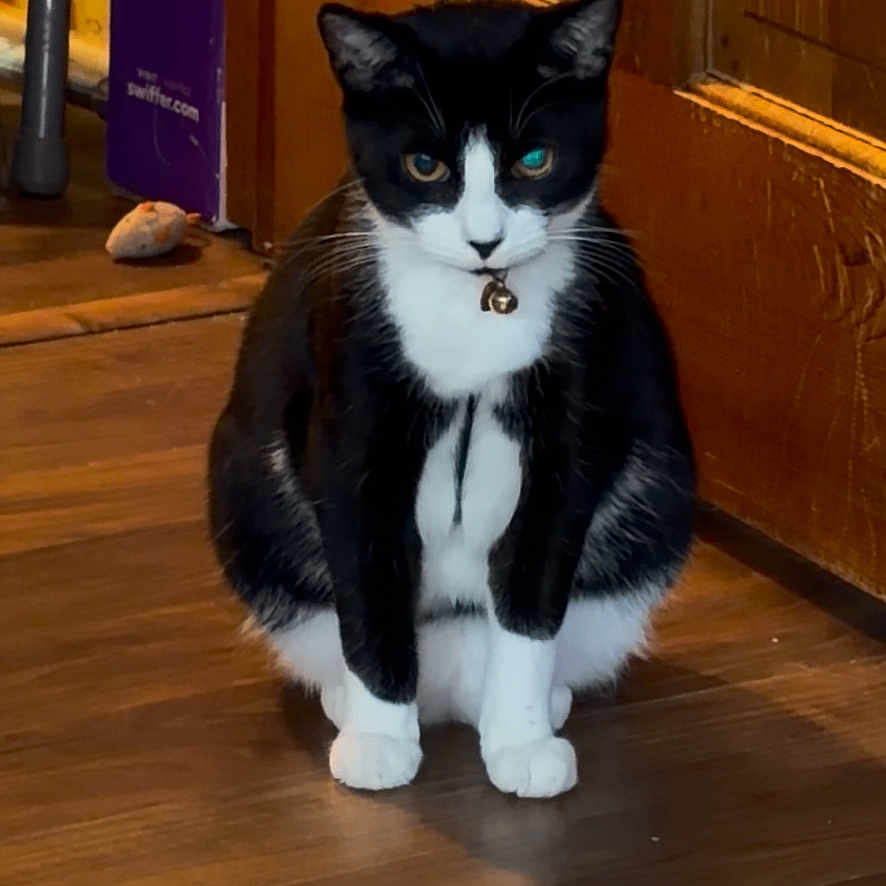 Cecilia joined the competition — help win amazing prizes! animal, bell, black_and_white, cat, centered_composition, collar, ears, eyes, fur, home, indoors, pet, portrait, serious_expression, shadows, sitting, tuxedo_cat, whiskers, wooden_door, wooden_floor
