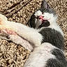 Ian joined the competition — help win amazing prizes! kitten, cat, black_and_white, sleeping, resting, yawning, fur, whiskers, pink_nose, open_mouth, tiny_teeth, paws, belly, shaggy_blanket, indoor, close_up, cute, relaxed, pet, animal