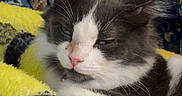 Ian is registered to the contest to win money with this photo: cat, black_and_white, sleepy, relaxed, close_up, whiskers, pink_nose, green_eyes, fur, paws, blanket, yellow_blanket, cozy, indoors, portrait, pet, mammal, resting, patterned_background, cute