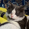cat, black_and_white, sleepy, relaxed, close_up, whiskers, pink_nose, green_eyes, fur, paws, blanket, yellow_blanket, cozy, indoors, portrait, pet, mammal, resting, patterned_background, cute