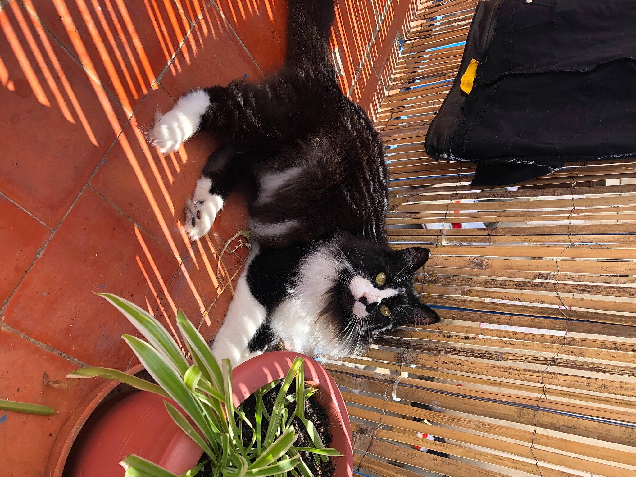 Eclair participe au concours pour gagner de l'argent avec cette photo : animal_shelter, cage, carnivore, cat, felidae, flowerpot, fur, herb, houseplant, mammal, perennial_plant, pet_supply, small_to_medium_sized_cats, tail, vertebrate, whiskers