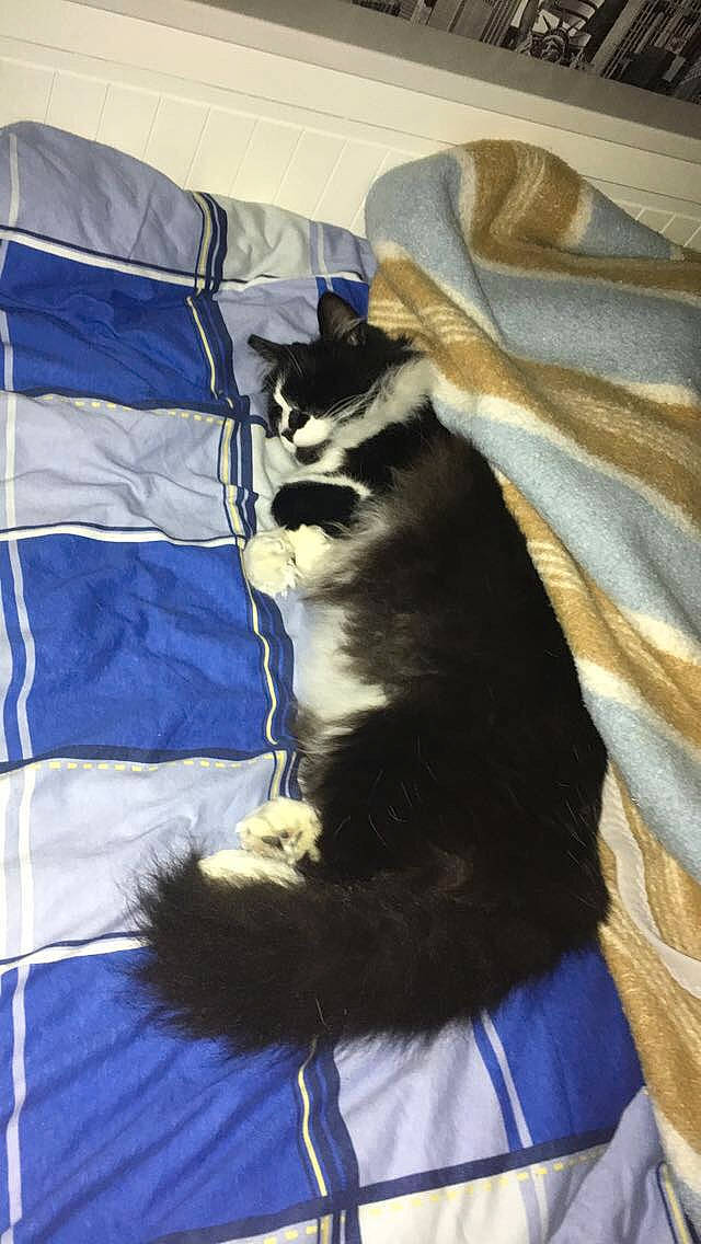 Eclair participe au concours pour gagner de l'argent avec cette photo : bedding, blanket, blue, carnivore, cat, cobalt_blue, electric_blue, felidae, fur, linens, majorelle_blue, small_to_medium_sized_cats, tail, terrestrial_animal, textile, vertebrate, whiskers