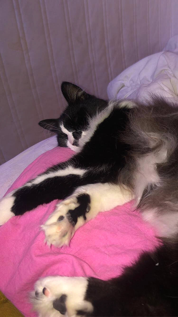 Eclair participe au concours pour gagner de l'argent avec cette photo : carnivore, cat, comfort, felidae, fur, linens, magenta, nap, paw, pink, sleep, small_to_medium_sized_cats, snout, tail, vertebrate, whiskers