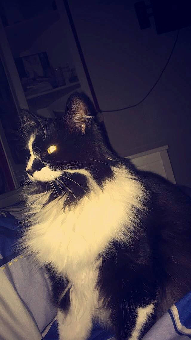 Eclair a rejoint le concours — aidez-le/la à gagner de superbes lots ! carnivore, cat, felidae, fur, small_to_medium_sized_cats, snout, tail, vertebrate, whiskers