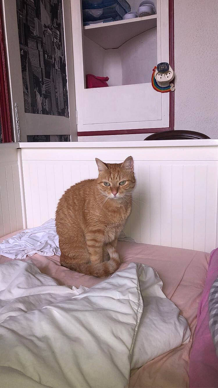 Moustique participe au concours pour gagner de l'argent avec cette photo : bed, bedding, carnivore, cat, comfort, felidae, fur, home, linens, living_room, picture_frame, small_to_medium_sized_cats, tail, vertebrate, whiskers