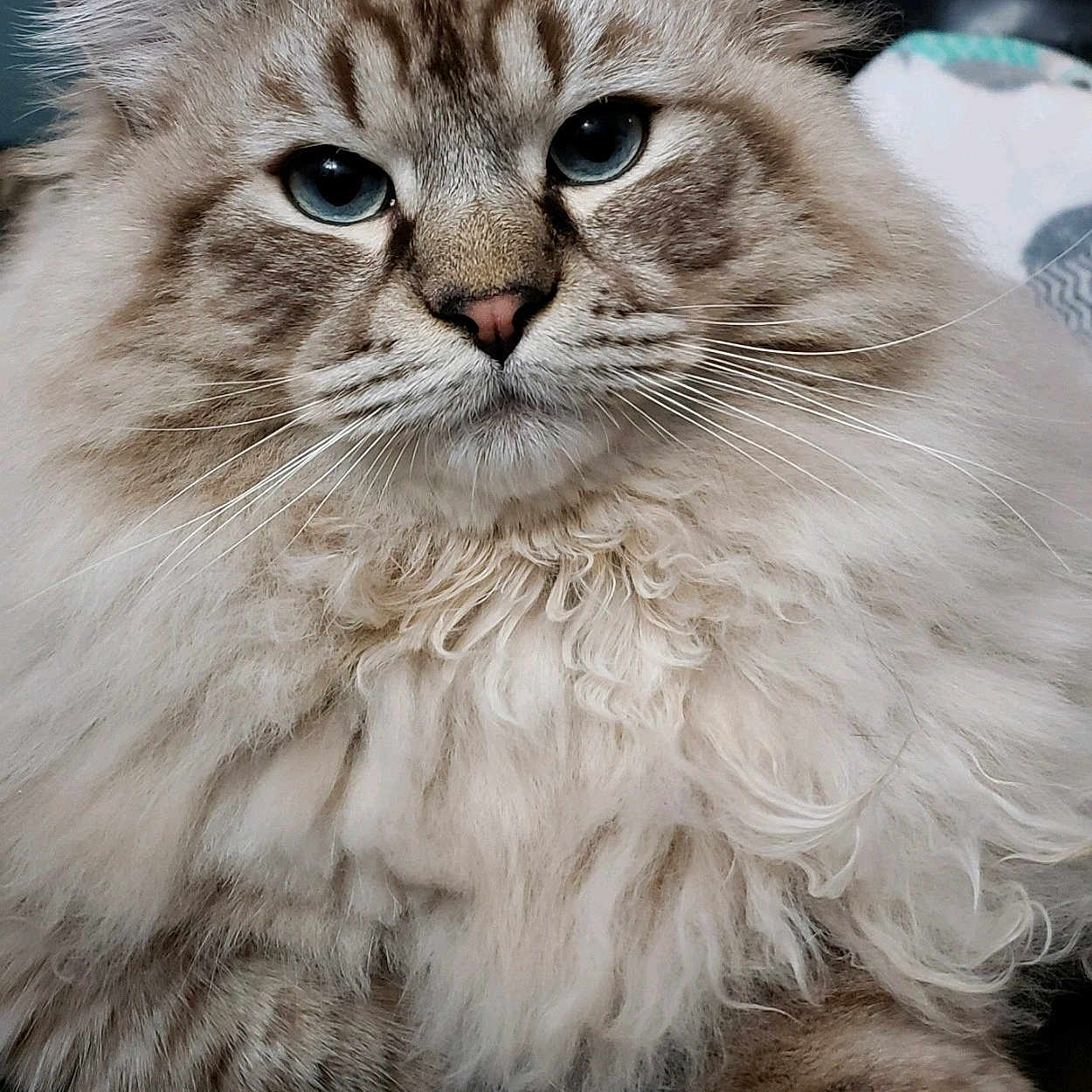 Tuna joined the competition — help win amazing prizes! abyssinian, angora, animal, bodypart, cat, couch, face, furniture, hardwood, head, homedecor, kitten, manx, mouth, person, pet, photography, portrait, siamese, wood