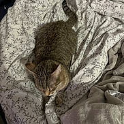 Nanane participe au concours pour gagner de l'argent avec cette photo : animal, bed, blanket, cat, comfort, cozy, cute, domestic, feline, floral_pattern, fur, indoor, mammal, pet, resting, sleepy, soft, tabby, warm, whiskers