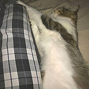 Moustique a rejoint le concours — aidez-le/la à gagner de superbes lots ! animal, bed, cat, close_up, cozy, cute, domestic_animal, feline, fluffy, fur, indoor, nap, pet, plaid_pillow, relaxation, resting, sleeping, soft, striped_fur, white_fur