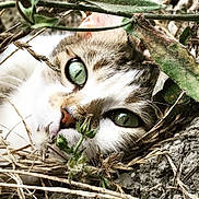 Twity a rejoint le concours — aidez-le/la à gagner de superbes lots ! animal, camouflage, cat, close_up, closeup, curious, dry_leaves, eye, face, fur, green_eyes, muzzle, nature, nose, outdoor, pet, plant, twigs, whiskers, wildlife