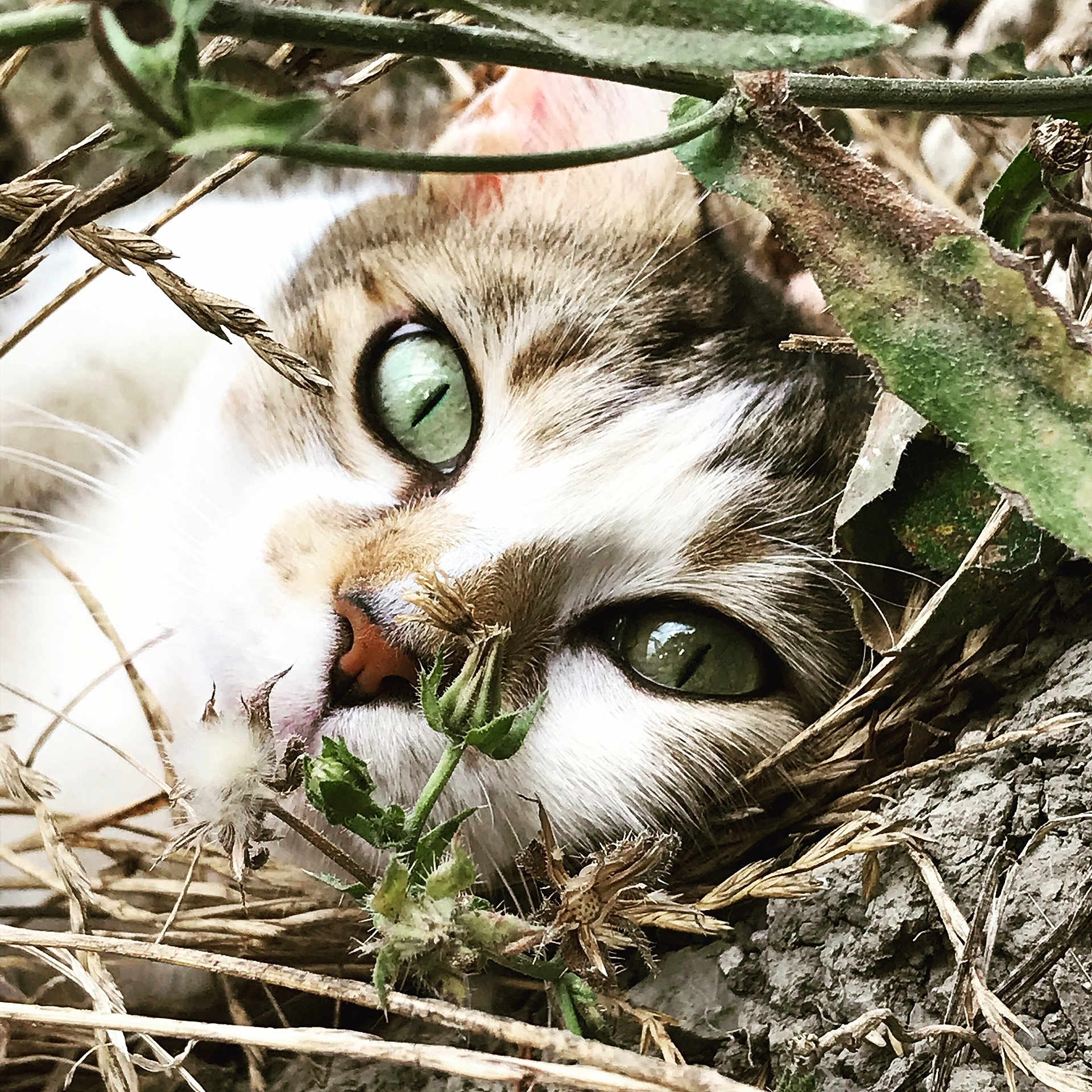 Twity a rejoint le concours — aidez-le/la à gagner de superbes lots ! animal, camouflage, cat, close_up, closeup, curious, dry_leaves, eye, face, fur, green_eyes, muzzle, nature, nose, outdoor, pet, plant, twigs, whiskers, wildlife
