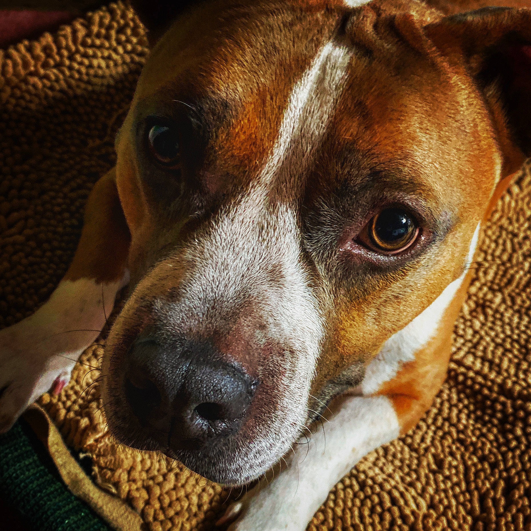 Munchkin joined the competition — help win amazing prizes! canidae, carnivore, companion_dog, dog, dog_breed, fawn, fur, irishjacks, non_sporting_group, sporting_group, terrestrial_animal, whiskers