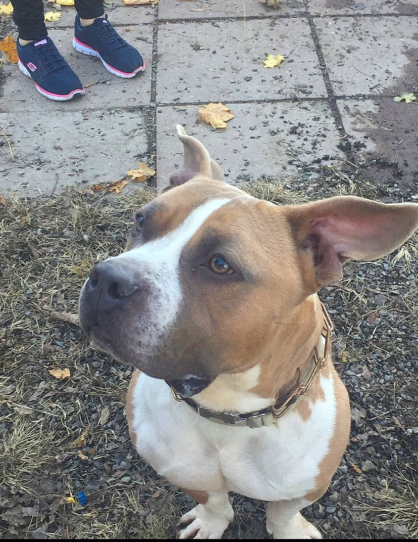 Munchkin joined the competition — help win amazing prizes! canidae, carnivore, collar, companion_dog, dog, dog_breed, dog_collar, electric_blue, eye, fashion_accessory, fawn, human_leg, leash, road_surface, sporting_group, walking_shoe, whiskers, window, working_animal, working_dog