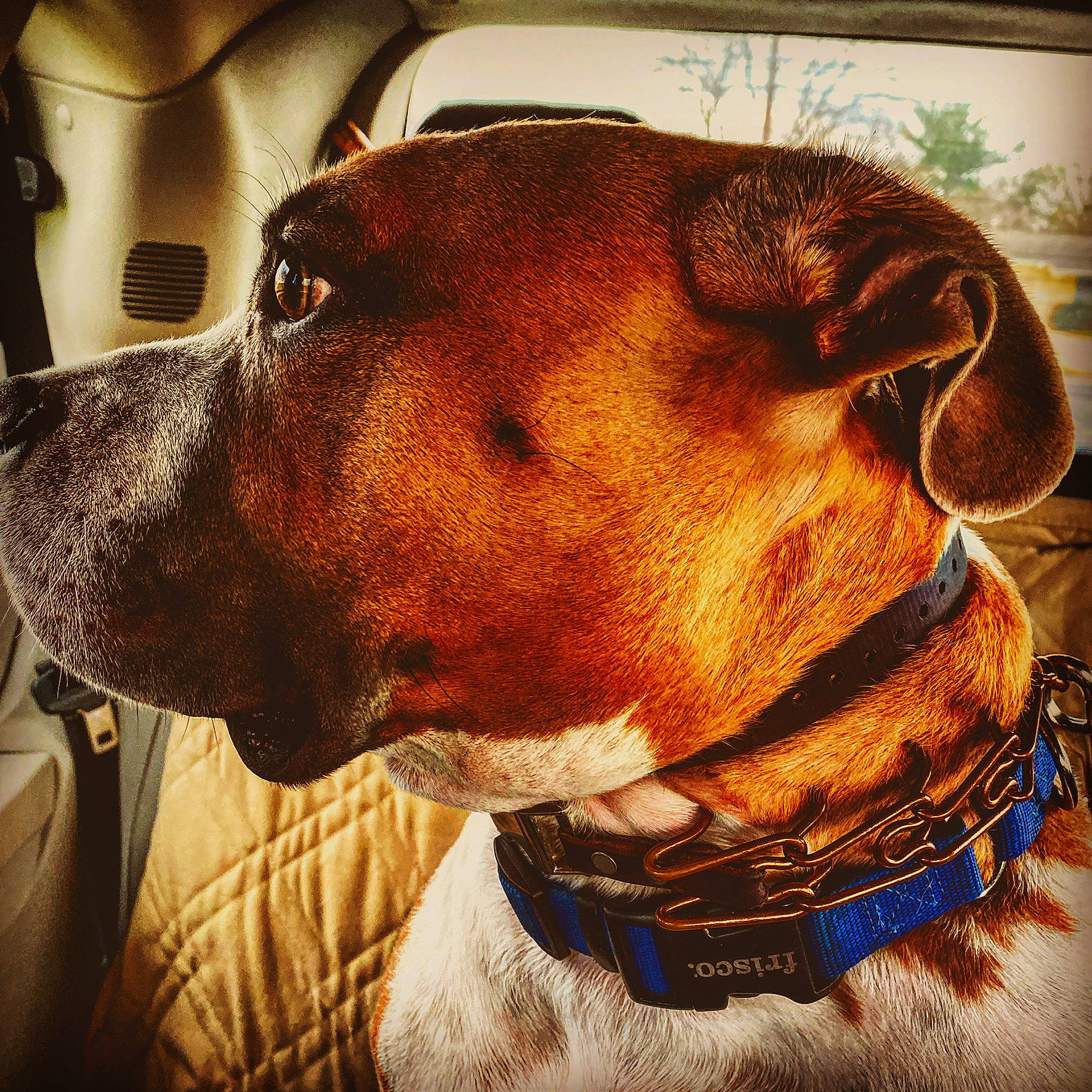 Munchkin is registered to the contest to win money with this photo: carnivore, collar, companion_dog, dog, dog_breed, dog_collar, ear, fawn, fur, liver, mammal, metal, personal_protective_equipment, pet_supply, plant, selfie, snout, sporting_group, whiskers, working_animal