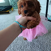 Olliey is registered to the contest to win money with this photo: puppy, dog, pink_tutu, carpet, hand, bracelet, indoor, cute, small_dog, brown_fur, pet, animal, toy, laundry_basket, home, floor, door, window, furniture, soft_lighting