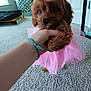 puppy, dog, pink_tutu, carpet, hand, bracelet, indoor, cute, small_dog, brown_fur, pet, animal, toy, laundry_basket, home, floor, door, window, furniture, soft_lighting