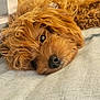 animal, bed, brown_fur, canine, close_up, companion, cozy, curly_fur, cute, dog, domestic_animal, furry, indoor, lying_down, pet, portrait, relaxed, resting, sleepy, soft_texture