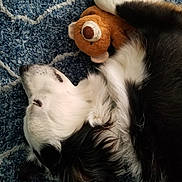 Cozmos is registered to the contest to win money with this photo: dog, sleeping, stuffed_toy, teddy_bear, carpet, black_and_white, fur, pet, resting, cozy, indoor, animal, cute, companion, comfort, relaxation, laying_down, soft, home, nap