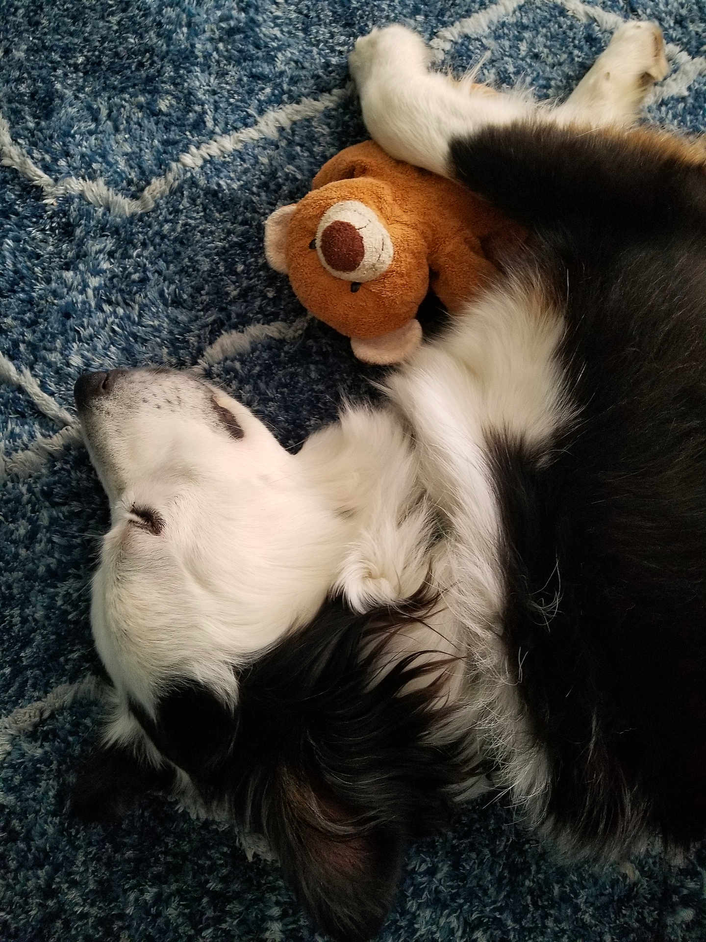 Cozmos is registered to the contest to win money with this photo: dog, sleeping, stuffed_toy, teddy_bear, carpet, black_and_white, fur, pet, resting, cozy, indoor, animal, cute, companion, comfort, relaxation, laying_down, soft, home, nap