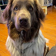 Jade joined the competition — help win amazing prizes! brown_fur, canine, close_up, collar, companion, curious, dog, domestic_animal, ears, face, floor, furniture, household, indoor, living_room, looking, mammal, pet, white_fur, wooden_floor