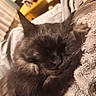 animal, black_cat, blanket, cat, close_up, closed_eyes, couch, cozy, ears, fluffy, furry, indoors, longhaired_cat, nose, pet, portrait, relaxed, sleeping, warm_lighting, whiskers