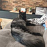 Néo participe au concours pour gagner de l'argent avec cette photo : animal, black_cat, blanket, brick_wall, cat, couch, fluffy_tail, furry, home_decor, indoor, living_room, long_hair, lounging, pet, plants, portrait, relaxed, sitting, sofa, television