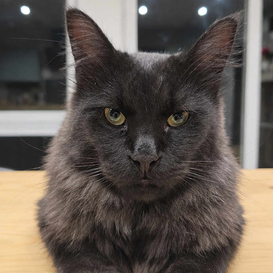 Néo
