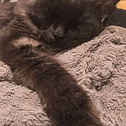 Néo participe au concours pour gagner de l'argent avec cette photo : bed, black_cat, blanket, cat, close_up, cozy, cute, ears, fluffy, fur, home, indoors, lying_down, paw, pet, portrait, relaxed, resting, sleeping, whiskers