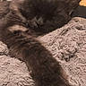 bed, black_cat, blanket, cat, close_up, cozy, cute, ears, fluffy, fur, home, indoors, lying_down, paw, pet, portrait, relaxed, resting, sleeping, whiskers