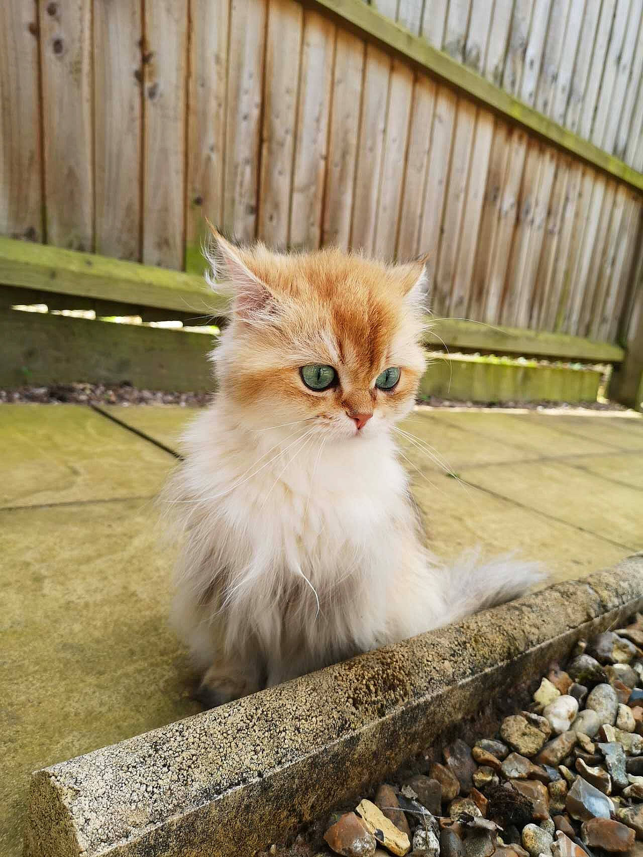 Chip is registered to the contest to win money with this photo: carnivore, cat, domestic_short_haired_cat, fawn, felidae, fence, flooring, fur, grass, hardwood, road_surface, sitting, small_to_medium_sized_cats, snout, tail, terrestrial_animal, tree, whiskers, window, wood