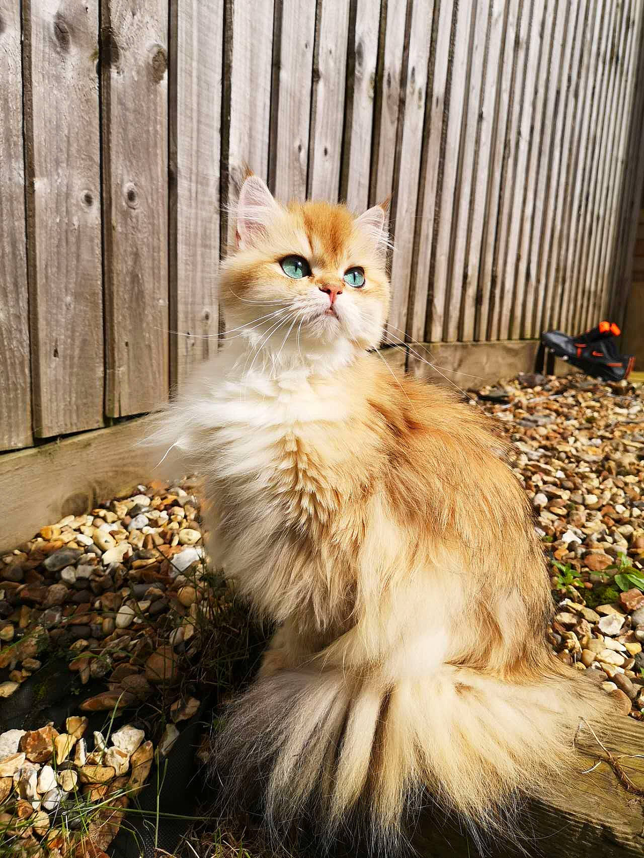 Chip joined the competition — help win amazing prizes! carnivore, cat, door, fawn, felidae, fence, fur, grass, home_fencing, plant, sitting, small_to_medium_sized_cats, snout, soil, tail, terrestrial_animal, tree, whiskers, window, wood