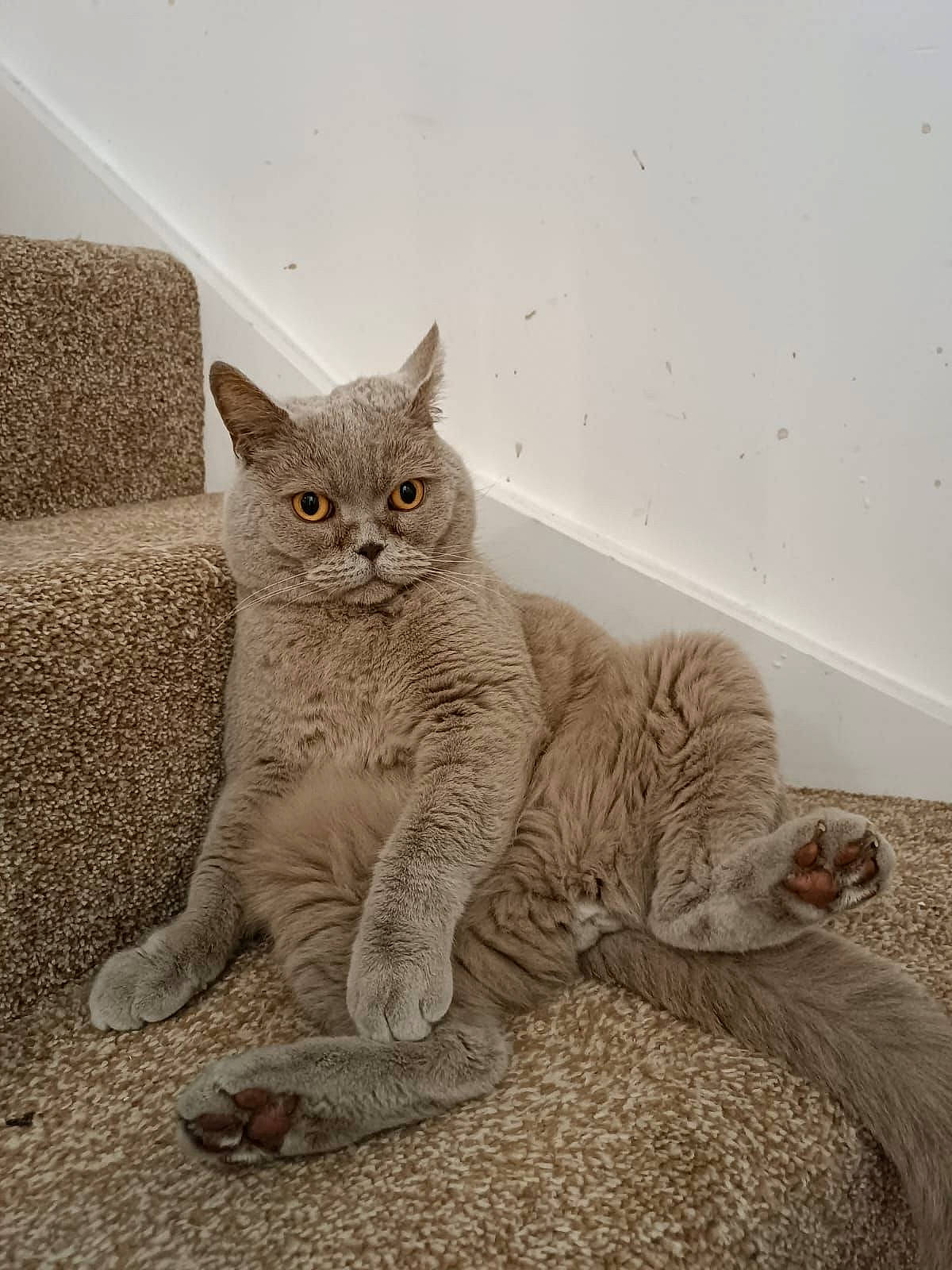 Buddy joined the competition — help win amazing prizes! carnivore, cat, cat_supply, claw, comfort, domestic_short_haired_cat, fawn, felidae, fur, grey, paw, sitting, small_to_medium_sized_cats, snout, tail, terrestrial_animal, whiskers, window