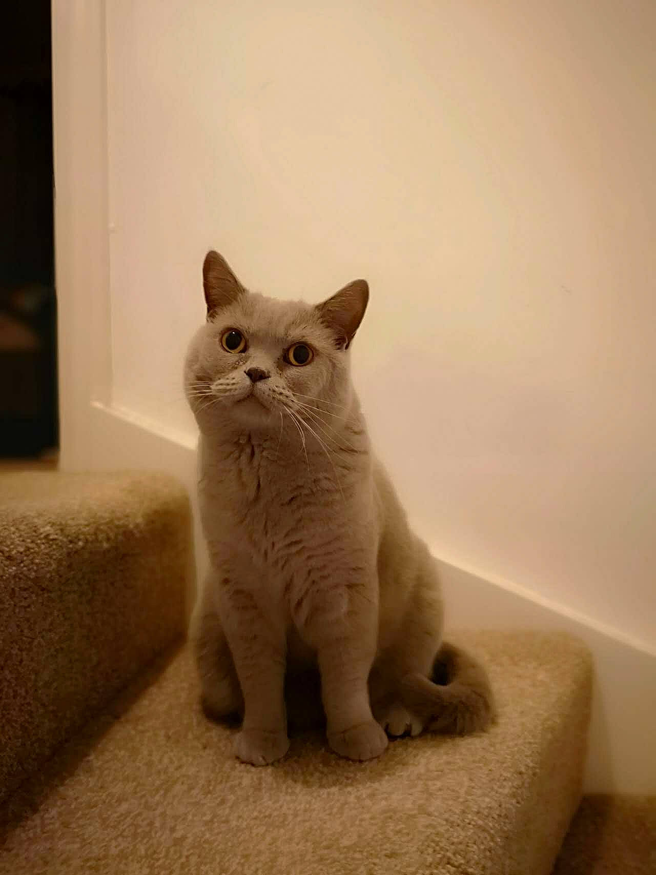 Buddy joined the competition — help win amazing prizes! carnivore, cat, cat_supply, comfort, domestic_short_haired_cat, fawn, felidae, fur, grey, paw, sitting, small_to_medium_sized_cats, snout, tail, terrestrial_animal, whiskers, window