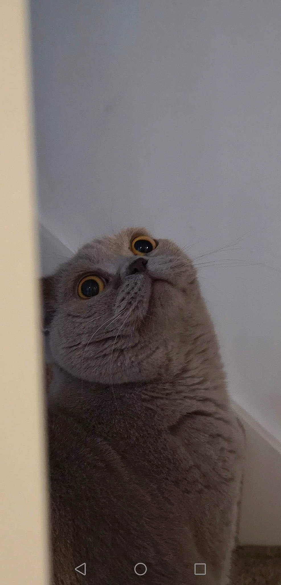 Buddy joined the competition — help win amazing prizes! bird_of_prey, carnivore, cat, fawn, felidae, fur, grey, owl, small_to_medium_sized_cats, snout, terrestrial_animal, whiskers, wood