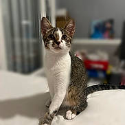 Azzura a rejoint le concours — aidez-le/la à gagner de superbes lots ! cat, kitten, pet, indoor, white, fur, ears, eyes, tail, paws, sitting, curious, animal, domestic, young, portrait, feline, soft, blurred_background, cozy
