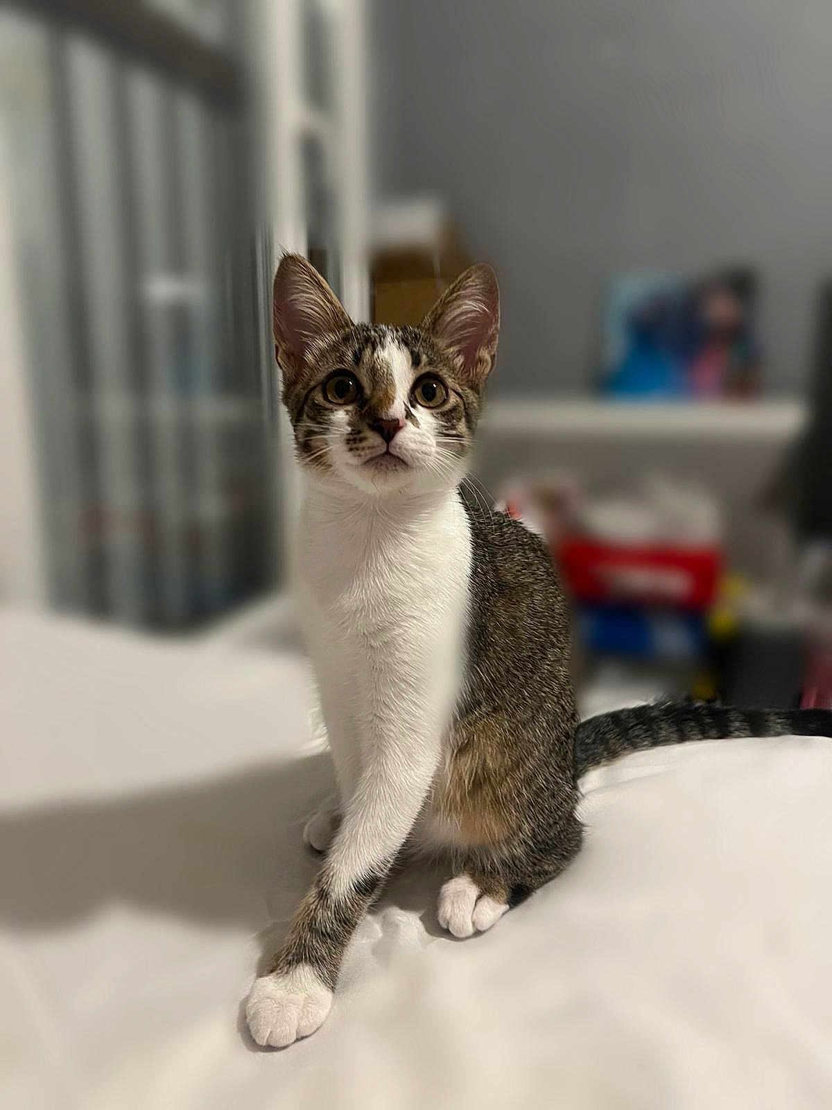 Azzura a rejoint le concours — aidez-le/la à gagner de superbes lots ! cat, kitten, pet, indoor, white, fur, ears, eyes, tail, paws, sitting, curious, animal, domestic, young, portrait, feline, soft, blurred_background, cozy