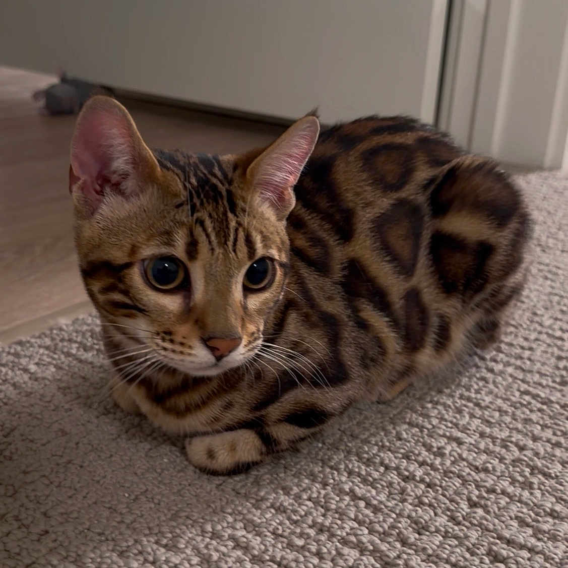 Kona is registered to the contest to win money with this photo: cat, bengal_cat, animal, pet, indoor, carpet, fur, patterned, ears, whiskers, floor, door, curled_up, eyes, cute, feline, mammal, resting, domestic, closeup