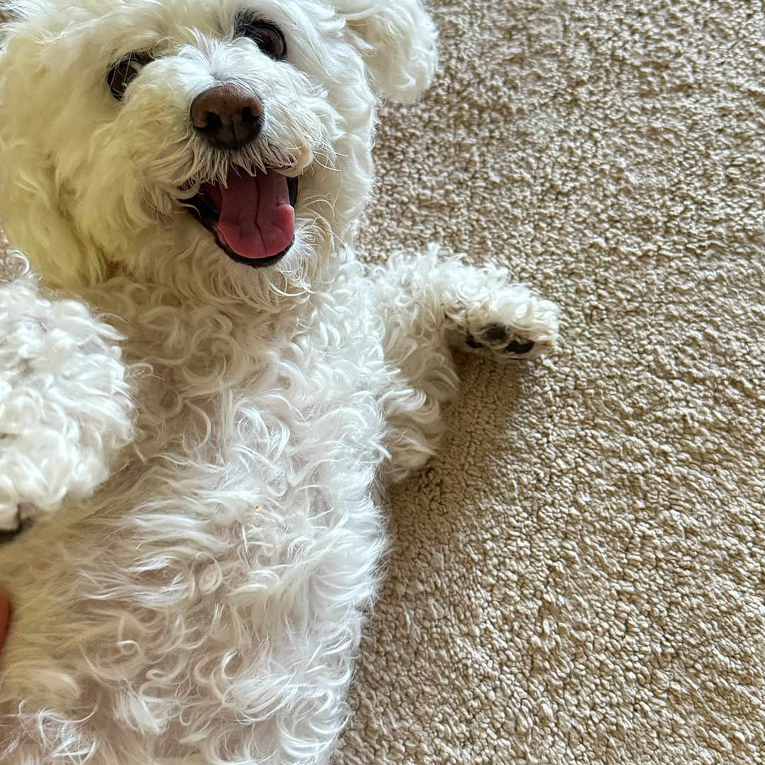 Lola joined the competition — help win amazing prizes! animal, canine, carpet, closeup, cute, dog, domestic, ears, fluffy, fur, happy, indoor, lying_down, nose, paw, pet, playful, smiling, tongue_out, white