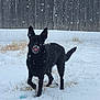 Brook joined the competition — help win amazing prizes! dog, black_dog, snow, snowfall, outdoor, winter, fence, grass, playful, pet, animal, canine, tongue_out, cold, nature, yard, fur, wet_nose, standing, daylight