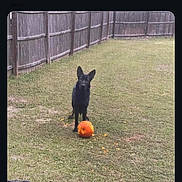 Brook is registered to the contest to win money with this photo: dog, german_shepherd, black_dog, pumpkin, grass, yard, fence, outdoor, pet, animal, play, nature, backyard, canine, autumn, garden, smash, fall, daytime, domestic_animal