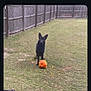 dog, german_shepherd, black_dog, pumpkin, grass, yard, fence, outdoor, pet, animal, play, nature, backyard, canine, autumn, garden, smash, fall, daytime, domestic_animal