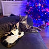 Asko Et Auhana participe au concours pour gagner de l'argent avec cette photo : cat, cats, couch, furniture, indoor, christmas_tree, holiday, decorations, pets, animals, tabby_cat, calico_cat, relaxing, cozy, living_room, soft_lighting, blurred_background, festive, domestic_cat, companions