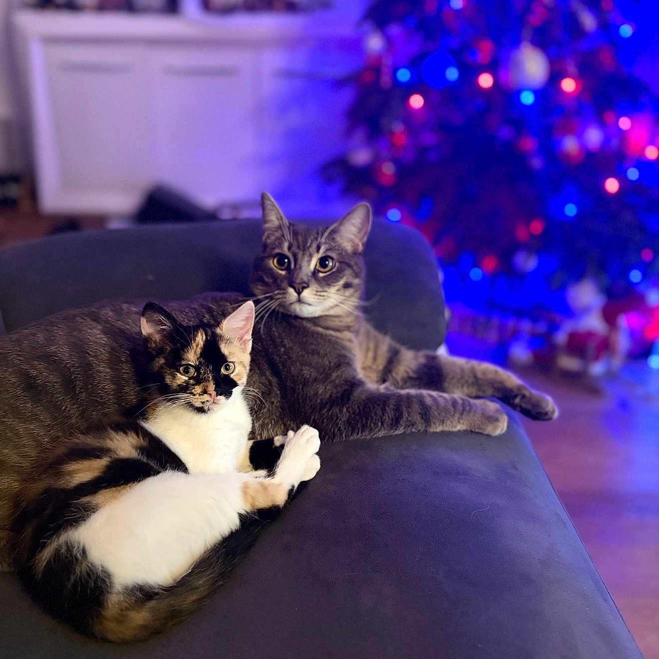 Asko Et Auhana participe au concours pour gagner de l'argent avec cette photo : cat, cats, couch, furniture, indoor, christmas_tree, holiday, decorations, pets, animals, tabby_cat, calico_cat, relaxing, cozy, living_room, soft_lighting, blurred_background, festive, domestic_cat, companions
