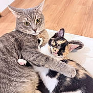 Asko Et Auhana participe au concours pour gagner de l'argent avec cette photo : cat, cats, gray_tabby, calico_cat, kitten, feline, pets, embrace, cuddle, indoor, floor, wooden_floor, fur, whiskers, ears, paws, cute, animal, companionship, relaxing