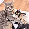 cat, cats, gray_tabby, calico_cat, kitten, feline, pets, embrace, cuddle, indoor, floor, wooden_floor, fur, whiskers, ears, paws, cute, animal, companionship, relaxing