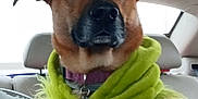 Shay is registered to the contest to win money with this photo: dog, car_interior, seat, collar, clothing, pet, animal, portrait, backseat, window, fur, ears, snout, tag, seatbelt, travel, transport, canine, domestic_animal, indoors