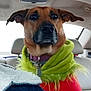 dog, car_interior, seat, collar, clothing, pet, animal, portrait, backseat, window, fur, ears, snout, tag, seatbelt, travel, transport, canine, domestic_animal, indoors