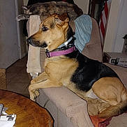 Shay is registered to the contest to win money with this photo: dog, cat, armchair, indoor, furniture, pet, relaxed, lounge, wooden_table, flag, cozy, brown, black, beige, collar, nap, resting, house, tile_floor, blanket