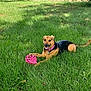 animal, canine, collar, dog, ears, field, grass, greenery, happy, leisure, muzzle, nature, outdoor, pet, pink_ball, playful, relaxing, summer, sunlight, toy